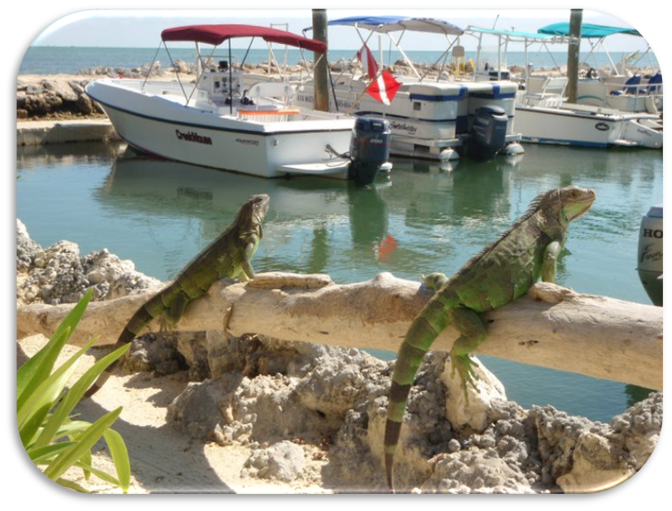 The Hunting Company - Iguana hunting in South Florida with blow dart guns!  We got lots of nice green iguanas, some very rare Mexican rock iguanas, and  a limit of peacock bass!